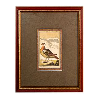 18th c. Ornithological Hand-Colored Engraved Print