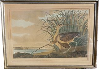 Long-Billed Curlew, J J Audubon, Havell Edition