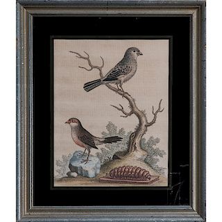 Avian Etchings by George Edwards (English, 1694-1773)
