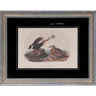 Audubon Avian Hand-Colored Prints, Bowen Edition