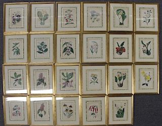 23 Antique Botanical Color Lithographs.