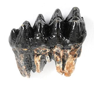 Fossilized Mastodon Tooth