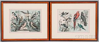 British School, 19th/20th Century      Four Framed Ornithological Prints