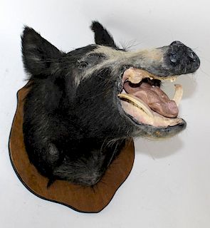 Mounted wild boar on wooden plaque
