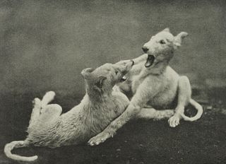 K. HECHT (20th), Young Russian Greyhounds,  1929, Original-Photograph