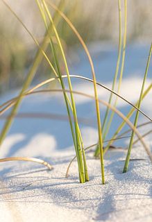 SUSAN SZANTOSI : Grass on beach, print on photo paper, framed