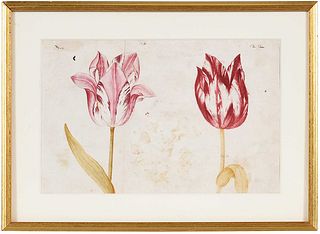 18th Century Dutch Tulip Drawing 