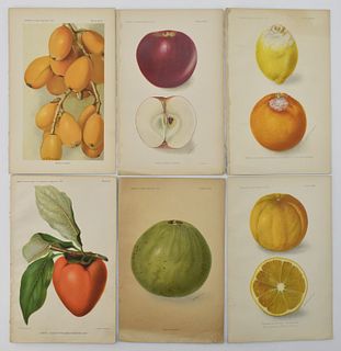 ANTIQUE PRINTS ON PAGES  FROM US DEPARTMENT OF AGRICULTURE BOOK