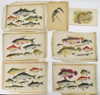 ORIGINAL WATERCOLOR ON RICE PAPER DEPICTS FISH SPECIES AND MORE