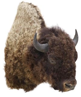 AMERICAN BISON TAXIDERMY TROPHY MOUNT, 48"H