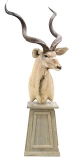 TAXIDERMY KUDU ANTELOPE SHOULDER MOUNT ON STAND