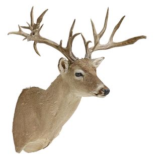TAXIDERMY WHITETAIL DEER MOUNT, ABNORMAL 22 POINTS