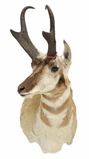 TAXIDERMY AMERICAN PRONGHORN ANTELOPE MOUNT