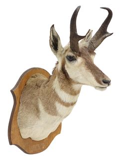 TAXIDERMY AMERICAN PRONGHORN ANTELOPE MOUNT