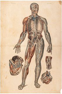 Bourgery, Jean Baptiste - Jacob, Nicolas Henri.  Anatomie Élémentaire. Paris, 1843. Litografías coloreadas. Piezas: 10.