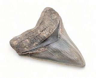 Megalodon Tooth, Fossil Era. H 4.5" 6.78t oz