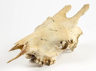 Memento Mori Adult Giraffe Skull