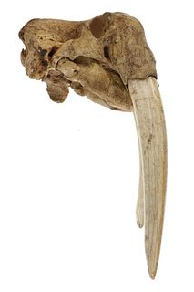 C. 1800's Eskimo Taxidermy Walrus Skull w/ Tusks