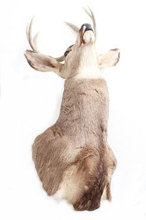 Trophy Montana 3x3 White Tail Deer Shoulder Mount