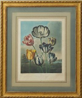 ROBERT JOHN THORNTON (1768-1837): TULIPS; AND A GROUP OF CARNATIONS