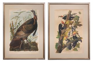 After John James Audubon (American, 1785-1851) Bien Edition Chromolithographs