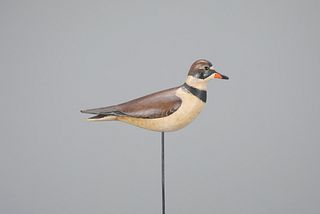 Semipalmated Plover by William Gibian (b. 1946)