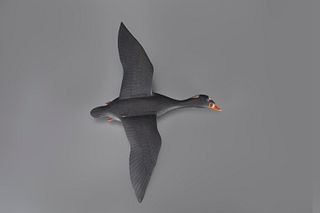 Rare Flying Scoter by A. Elmer Crowell (1862-1952)