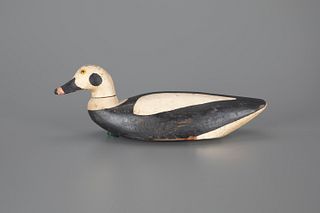 Swimming Long-Tailed Duck Decoy