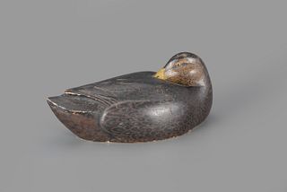 Rare Sleeping Black Duck Decoy by Ferdinand L. Homme (1901-1963)