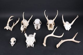 Group of Animal Skulls and Horns