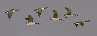 Important Set of Six Miniature Flying Canada Geese by Wendell Gilley (1904-1983)