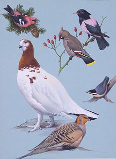Roger Tory Peterson (1908-1996), Six Bird Illustrations