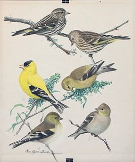 Louis Agassiz Fuertes (1874-1924), Six Songbirds