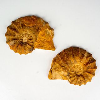 Pair of Polish Split Ammonite Fossils