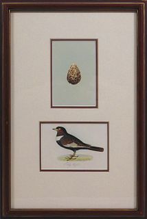 Ring Ouzel and Egg