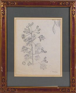 Fidelia Bridges, Manner of:  Botanical Sketch