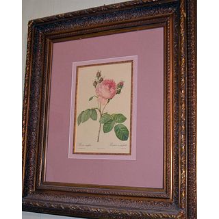 P.J. Redoute. Rosa Centifolia Rosier A Centfeuilles Pink Floral Engraving, Gold Ornate Frame