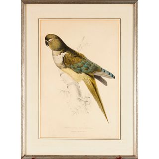 Edward Lear, hand-colored parrot lithograph