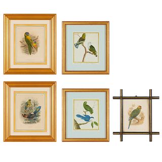 Group (5) antique hand-colored parrot prints