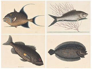 Four Mark Catesby Prints - Fish