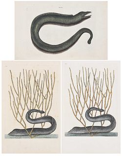 Three Mark Catesby Engravings, Eels
