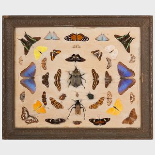 Framed Group of Insect Specimens