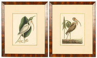 Mark Catesby, The White Curlew & The Brown Curlew