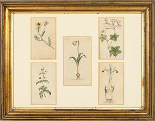 Framed Botanical Prints, 18th Century