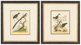 George Edwards (1694-1773), 2 Engravings of Birds