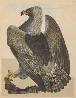 Prideaux John Selby, Golden Eagle, Engraving