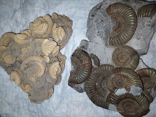 Two Ammonite Graveyards
