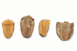 Alnif, Morocco Ancient Trilobite Specimens, Ca. 500 Million B.C.E., L 2.5" 4 pcs
