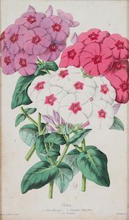 A Group of Seven Botanical Lithographs Height of each plate 8 x width 5 inches.