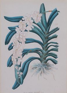 A Collection of Six Hand-Colored Botanical Prints Height of each plate 9 x width 7 inches.